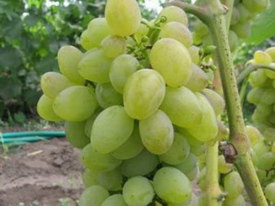 лучшие сорта винограда для средней полосы россии