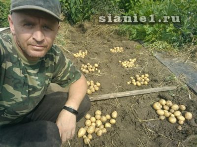 какие сидераты посадить осенью после картофеля