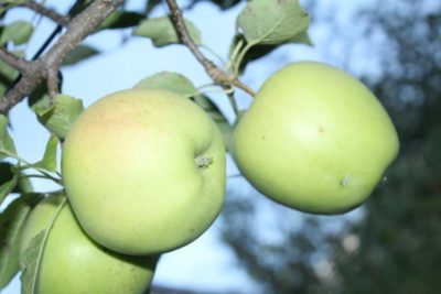 сорт яблони аркад