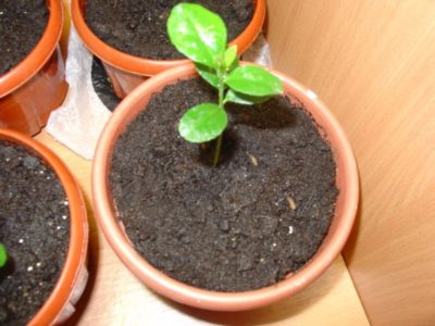 выращивание айвы из семян