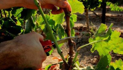 как посадить виноград осенью черенками
