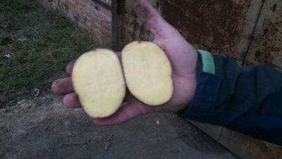 сорт картофеля чародейка