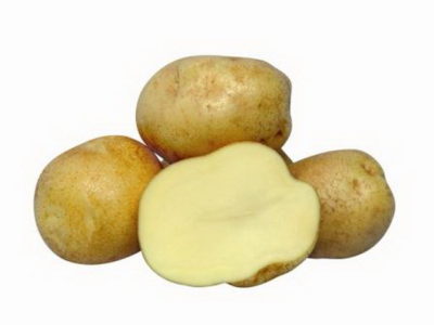 сорт картофеля ривьера