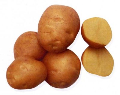елизавета сорт картофеля