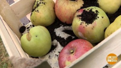 как сохранить яблоки на зиму свежими в домашних условиях