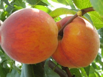 как посадить персик