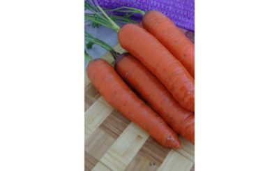подзимние сорта моркови