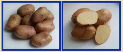 лаура сорт картофеля