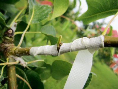 сроки прививки плодовых деревьев весной в подмосковье