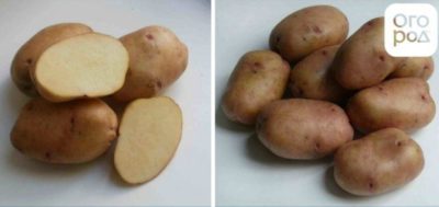 ультраранние сорта картофеля
