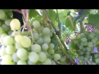 сорт винограда ркацители