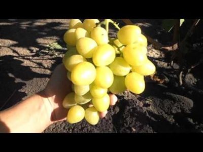 сорт винограда гордей