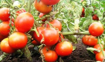 сорта томатов для теплицы устойчивые к фитофторе