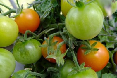 как посадить длинные помидоры