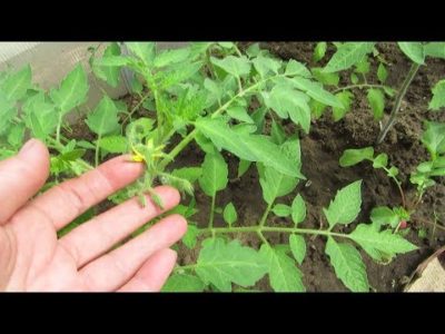 как посадить помидоры в открытый грунт правильно