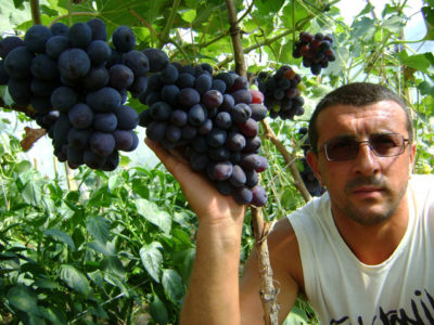 как хранить виноград в погребе