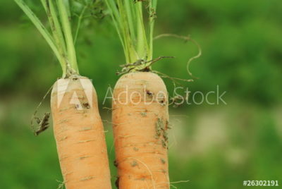 тля на моркови
