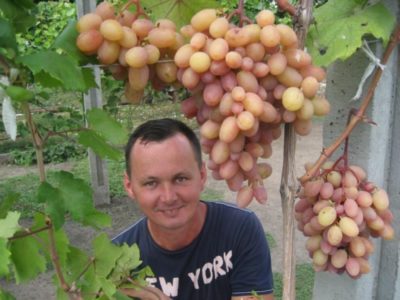 сорт винограда новочеркасский