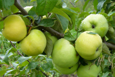 сорт яблони яблочный спас