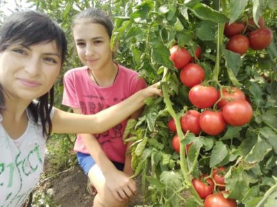 как удобрять помидоры дрожжами в открытом грунте