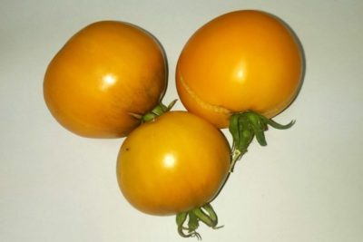 сорт томатов катя