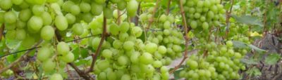 лучшие сорта винограда для средней полосы россии