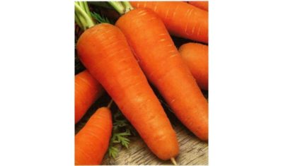 сорт моркови шантане