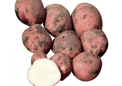 картофель рамона описание сорта