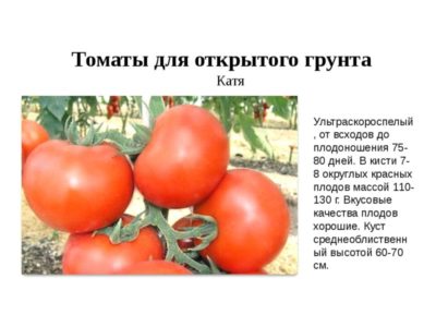 сорта томатов для урала в открытом грунте
