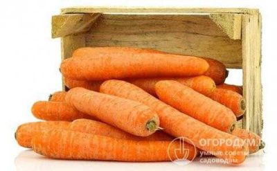 при какой температуре хранить морковь