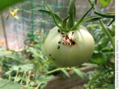 плохо завязываются помидоры в теплице что делать