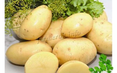 картофель леди клер описание сорта
