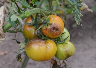 как укрыть помидоры в открытом грунте