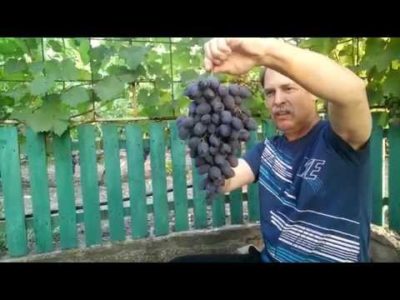 сорт винограда гала