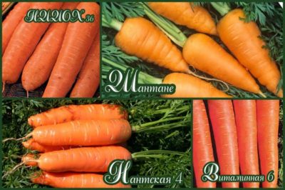 лучшие семена моркови для хранения