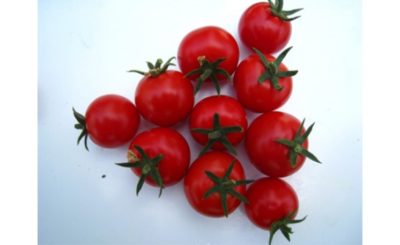 что такое полудетерминантный сорт томатов