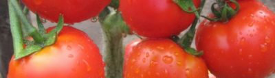 сорта томатов для удмуртии