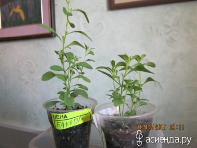 выращивание рассады перца в домашних условиях без пикировки