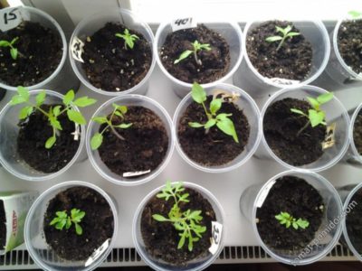 как ухаживать за рассадой помидор в домашних условиях