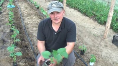 как посадить огурцы в открытый грунт