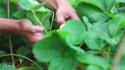 надо ли обрезать листья у клубники после сбора урожая