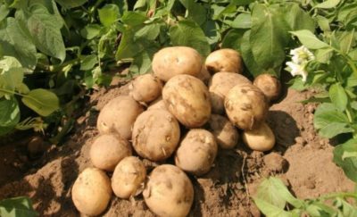 сорта картофеля для воронежской области