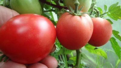 лучшие сорта томатов для черноземья