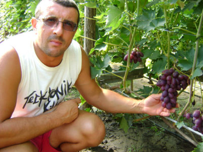 как хранить виноград в погребе