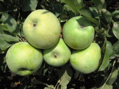 сорта яблонь для свердловской области
