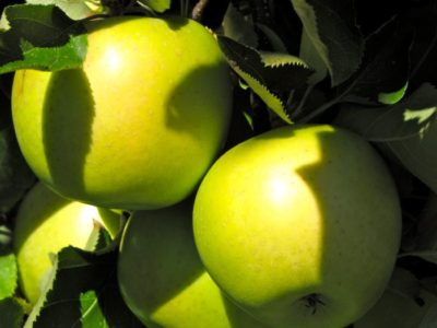 позднезимние сорта яблонь