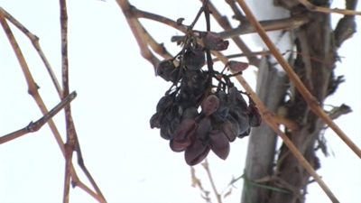 дикий виноград как посадить