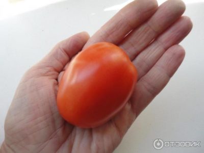 томаты которые долго хранятся