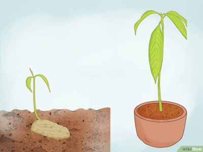 как посадить косточку персика