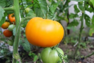 как подвязать помидоры в теплице